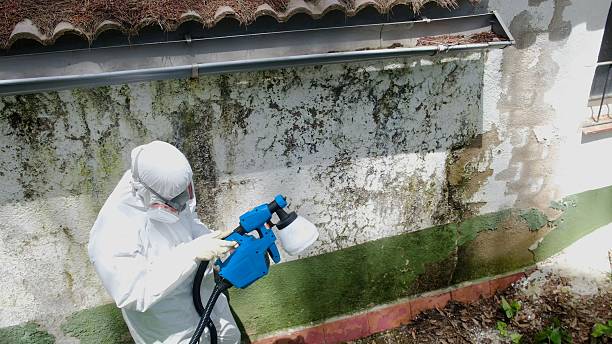 Trusted Mold Remediation service in Summit, NJ - Cheap Mold Removal